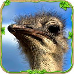 愤怒的鸵鸟模拟器正式服